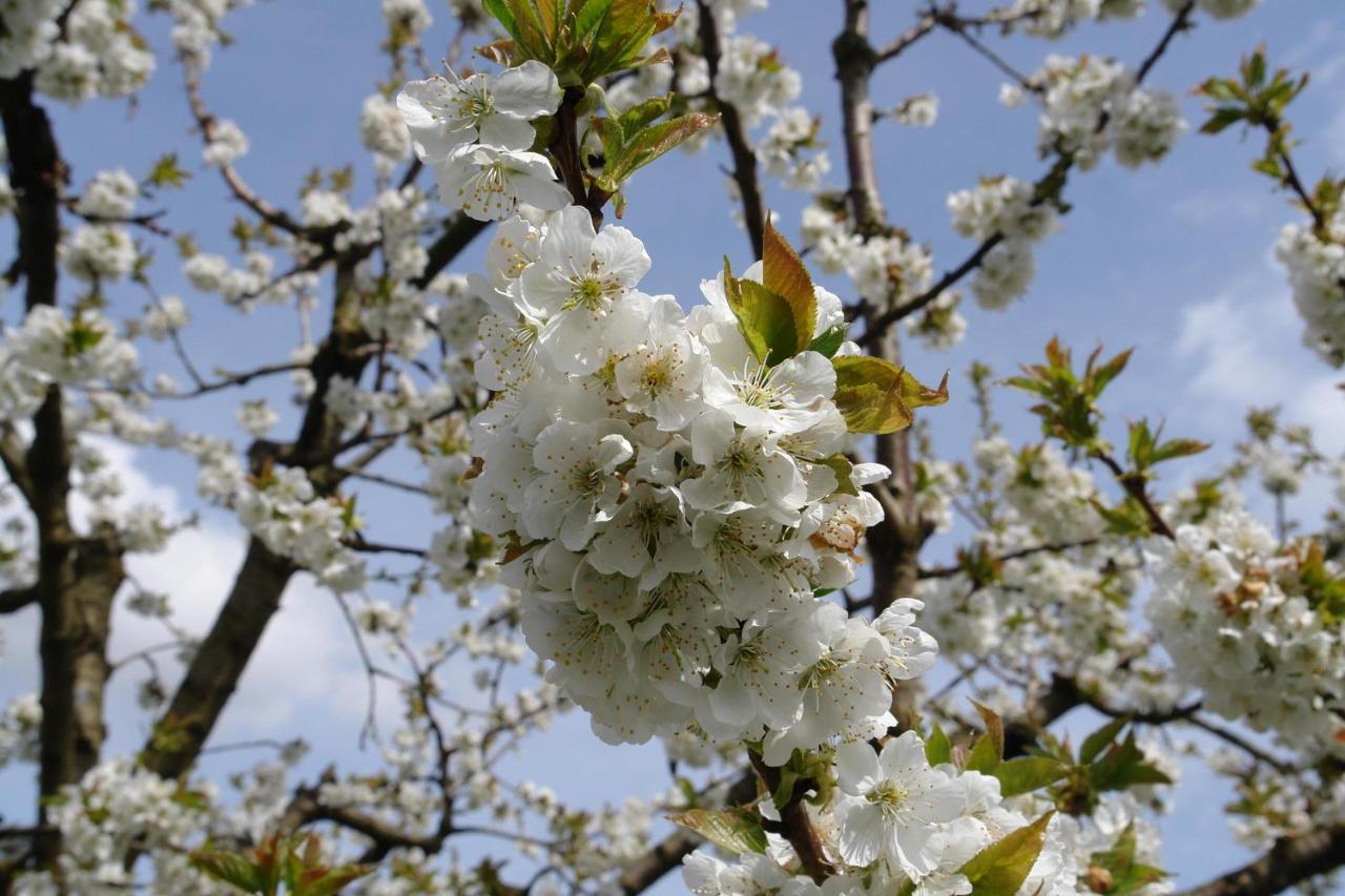 Schwarzwälder Ferienwohnungen Seelbach  Exterior foto